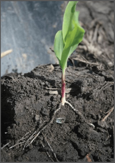 Le retard de croissance des plantules de maïs